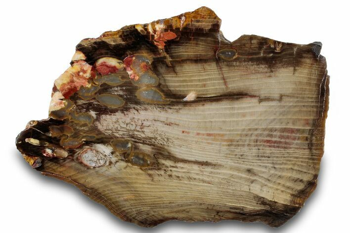 Petrified Peanut Wood Slab - Australia #260783